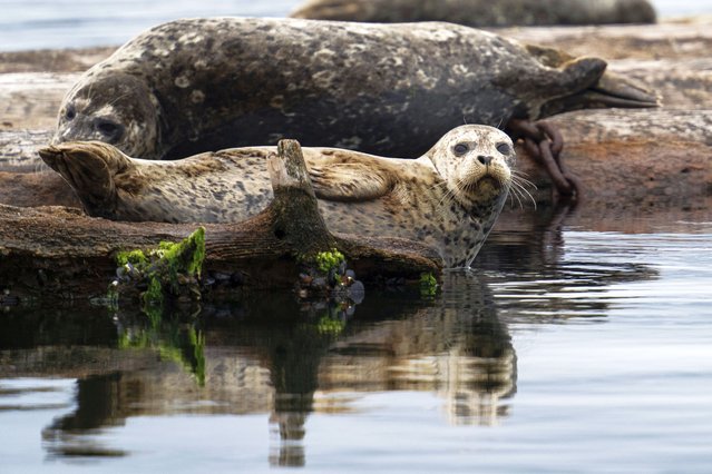 Seals rest on a breakwater log near the Boston Harbor Marina in Olympia, Wash., Wednesday, June 4, 2025. (Photo by Jenny Kane/AP Photo)