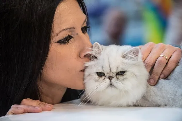 A cat is pampered by his owner as he waits to be examined by the jury during the first day of the Super Cat Show 2014, on November 8, 2014 in Rome, Italy. (Photo by Giorgio Cosulich/Getty Images)
