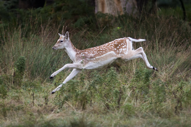 A fawn leaps through the air in Richmond Park on September 22, 2016 in London, England. Today marks the first day of autumn, also known as the autumn equinox, where night and day are equal. (Photo by Jack Taylor/Getty Images)