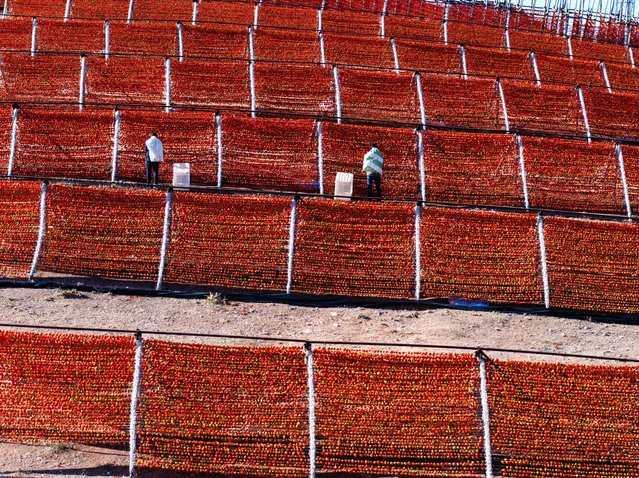 An aerial view of drying peppers in Gaziantep, Turkiye on June 24, 2025. In the city, dried peppers have become a staple of the summer landscape, with increasing demand leading to higher production each year. Carefully cleaned and strung on ropes, the peppers are left to dry under the hot sun on balconies, walls, and alleyways. Prepared using traditional methods, these peppers are a significant part of Gaziantep's cuisine and culture. After drying, they are packaged and exported, primarily to European countries, contributing to the economy and leaving a colorful mark on the city's visual memory. (Photo by Beytullah Eles/Anadolu via Getty Images)
