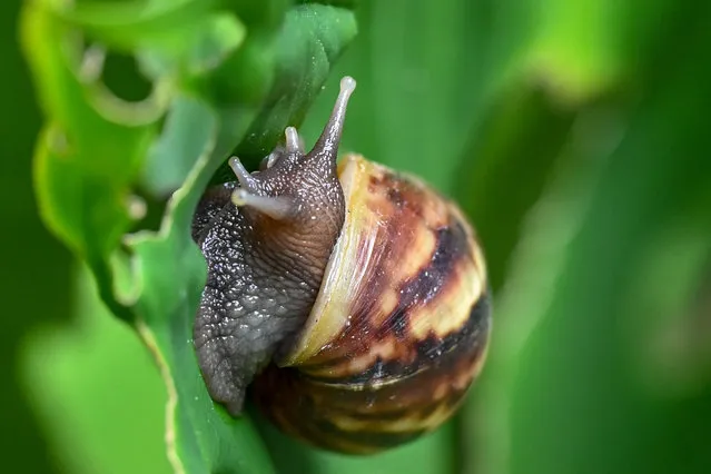 A garden snail crawls on a leave at Garden by the Bay in Singapore on February 2, 2023. (Photo by Roslan Rahman/AFP Photo)