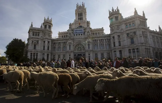 Around 2000 merino sheep walk past Madrid's two hall during the annual sheep parade through Madrid, Spain, October 25, 2015. Shepherds parade the sheep through the city every year in order to exercise their right to use traditional routes to migrate their livestock from northern Spain to winter grazing pasture land in southern Spain. (Photo by Sergio Perez/Reuters)