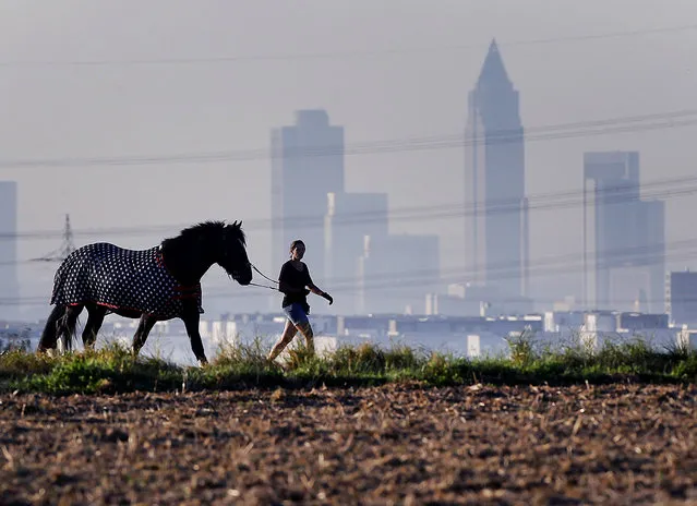 A young woman walks her horse over a field in the outskirts of Frankfurt, Germany, Thursday, September 15, 2016. (Photo by Michael Probst/AP Photo)