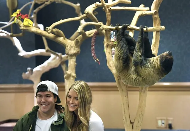 Kyle Coy, left, and Hannah Lovell, middle, get a photo taken of themselves with Aspen, right, a Linnaeus's two-toed sloth, during a special meet and greet at the Denver Downtown Aquarium on February 25, 2018 in Denver, USA. (Photo by Helen H. Richardson/The Denver Post)