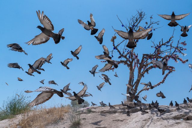A view of pigeon houses carved into the rocks in the valleys of Cappadocia serve both as shelters for pigeons and as a source of natural fertilizer, contributing to local agriculture in Nevsehir, Turkiye on July 27, 2025. Concentrated in areas such as Ortahisar, Ushisar, Goreme, and Zemi Valley, these structures stand out with their architecture carved into sun-facing slopes. (Photo by Ayten Altintas/Anadolu via Getty Images)