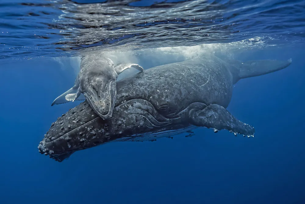 Simply Some Photos: Underwater