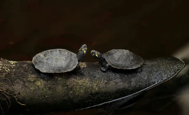 Charrapas tortoises (Podocnemis expansa) are seen at the Natural Park in Nueva Loja October 8, 2016. (Photo by Guillermo Granja/Reuters)