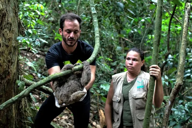 A young sloth named Gloria, that was rescued after being stolen and destined for trafficking, is released back into the wild by Roched Seba, president of the Free Life Institute NGO, and the biologist of the city's Botanical Garden, Marina Bordinat, at the city's Botanical Garden in Rio de Janeiro, Brazil, Monday, March 13, 2023. The Free Life Institute returns rehabilitated animals back to the wild when possible. Those that are too injured to be released are sent to other rehab centers or sanctuaries to live out their lives in protected environments. (Photo by Bruna Prado/AP Photo)