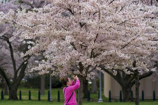 Kristin Starr pauses to take a photo of the cherry blossoms on Capitol Hill in Washington, Monday, March 27, 2023. (Photo by J. Scott Applewhite/AP Photo)