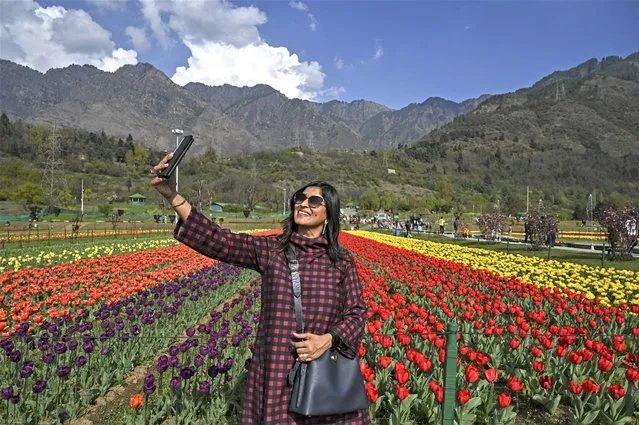 A tourist takes a selfie using a mobile phone at Tulip Garden, claimed to be Asia's largest, in Srinagar on April 5, 2023. (Photo by Tauseef Mustafa/AFP Photo)