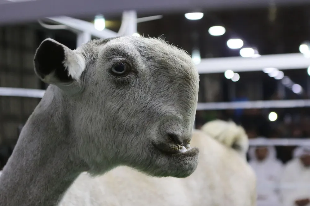 Goat Auction in Jordan