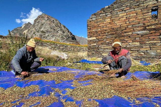 Kishan Singh, right, and Vijay Singh winnow buckwheat in Martoli village, in the northern Indian Himalayan state of Uttarakhand, on October 4, 2025. (Photo by Satish Sharma/AP Photo)