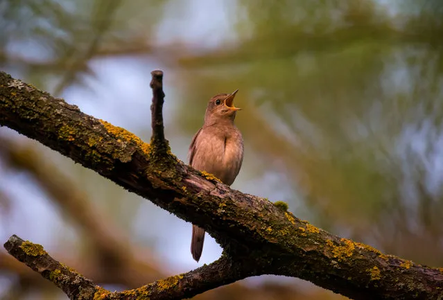 A nightingale sings a song on a tree brunch in a park in Minsk, Belarus May 2, 2018. (Photo by Vasily Fedosenko/Reuters)