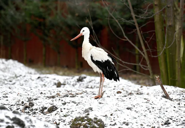 A stork at the Protected Animal Rehabilitation Center in Przemysl, southeastern Poland, 10 December 2020. A flock have to undergo a long lasting treatment and could not be set free to set off on a migration flights to Africa. Most birds forced to stay on the ground suffered serious wings fractures or even partial amputations. (Photo by Darek Delmanowicz/EPA/EFE)