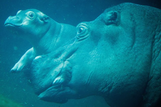 A young pygmy hippopotamus (L) takes a first dive in a pool with its mother Nala at the Zoological Garden in Berlin, Germany, 06 November 2025. The young pygmy hippopotamus was born in September at the zoo. Together with its mother Nala, the young calf explored the outside pool at the Berlin Zoological Garden. (Photo by Clemens Bilan/EPA)