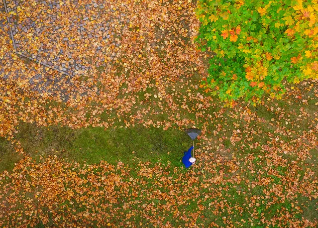 A drone picture shows a man who racks colorful autumn leaves on a meadow under a maple tree in Brandenburg, eastern Germany, on October 10, 2016. (Photo by Patrick Pleul/AFP Photo/DPA)