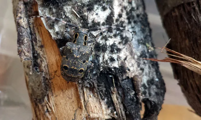 This handout picture obtained from the International Union for Conservation of Nature (IUCN) on March 5, 2018 shows a Mesosa Curculionoides beetle on a tree. Nearly a fifth of 700 beetle species surveyed in Europe face extinction because the old, decaying trees they depend on have been cleared from forests, scientists warned on March 5, 2018. Many saproxylic – literally, “dead wood” – beetles could disappear if remaining old- growth trees are not allowed to decline naturally, according to a report by the International Union for Conservation of Nature (IUCN), which maintains the Red List of endangered animals and plants worldwide. (Photo by Benoit Dodelin/AFP Photo)