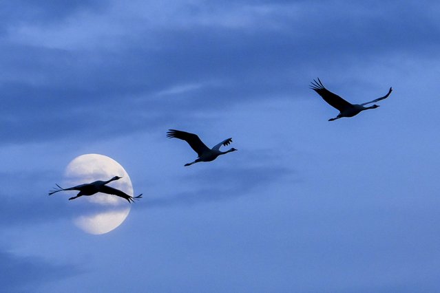 A flock of common cranes (Grus grus) fly in line above the Eastern reservoir at sunset near Balmazujvaros, eastern Hungary, 14 October 2024. (Photo by Zsolt Czegledi/EPA/EFE)
