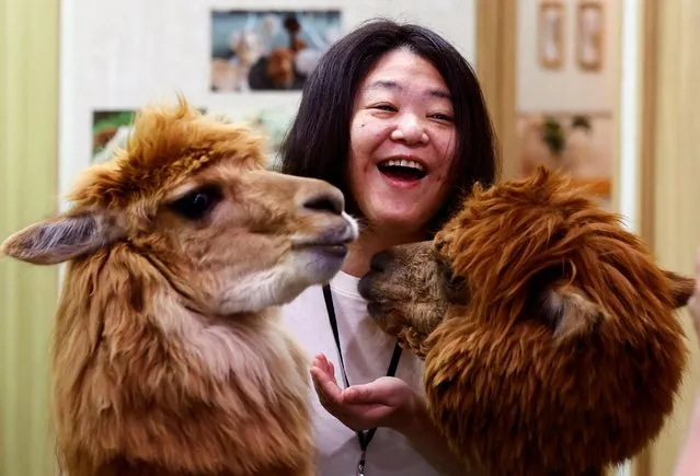 Nana Ide smiles while she feeds alpacas named Satsuki and Akane during her visit to Alpaca Fureai Land in Tokyo, Japan on June 21, 2023. (Photo by Kim Kyung-Hoon/Reuters)