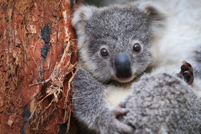 Koala joey Humphrey sits amongst eucalyptus at Taronga Zoo on March 02, 2021 in Sydney, Australia. Eight-month-old Humphrey is the first koala joey born at Taronga Zoo in over a year, and only recently emerged from his mother Willow's pouch. Koala joeys stay in their mother's pouch for up to 6 months and it is only from around that age that they begin to emerge and attach themselves to their mother's back. (Photo by Lisa Maree Williams/Getty Images)