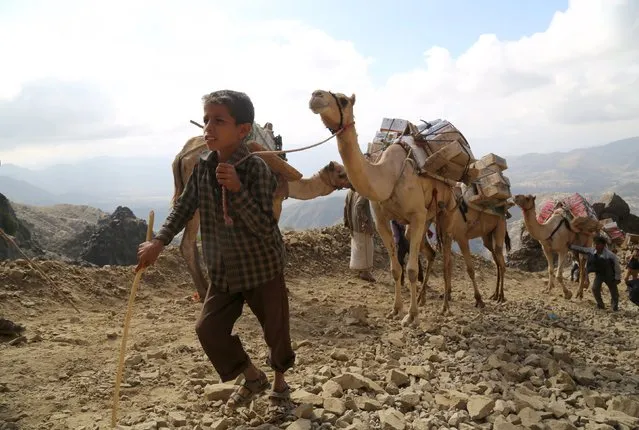 People use camels to transport foodstuff and goods on a mountainous road to Yemen's southwestern war-torn city of Taiz December 26, 2015. (Photo by Reuters/Stringer)