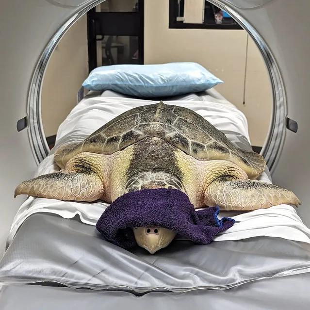 Turtle named Kale receives a CT scan at Decatur Morgan Hospital in Alabama, July 2023. The CT scan is the best tool to assess the improvement of Kale’s deep infections of his shell. (Photo by Cook Museum of Natural Science/Newsflash)