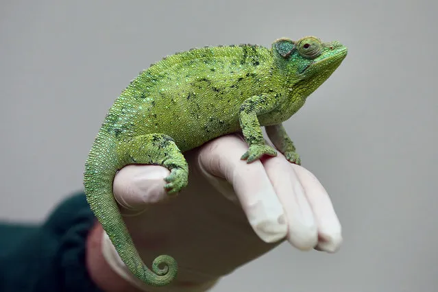 A Jackson's chameleon is handled by a zoo keeper during the annual stocktake of animals at ZSL London Zoo on January 4, 2016 in London, England. The zoo's annual stocktake requires keepers to check on the numbers of every one of the 800 different animal species, including every invertebrate, bird, fish, mammal, reptile, and amphibian. (Photo by Carl Court/Getty Images)