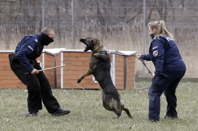 Police officer Katarzyna Matuszewska, right, in training with patrol dog Ort, in Warsaw, Poland, on Friday, March 19, 2021. When they age, the dogs and horses that serve in Poland's police, Border Guard and other services cannot always count on a rewarding existence. Responding to calls from concerned servicemen, the Interior Ministry has proposed a bill that would give the animals an official status and retirement pension, hoping this gesture of “ethical obligation” will win unanimous backing. (Photo by Czarek Sokolowski/AP Photo)