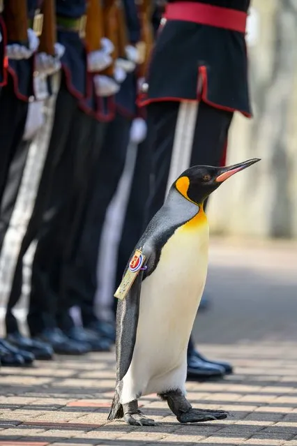 King penguin, Sir Nils Olav inspects on Monday, August 21, 2023 a Guard of Honour during a ceremony with the King's Guard Band and Drill Team of Norway at Edinburgh Zoo to promote King penguin, Brigadier Sir Nils Olav, to his new rank – Major General Sir Nils Olav III, Baron of the Bouvet Islands. (Photo by John Linton/PA Images via Getty Images)