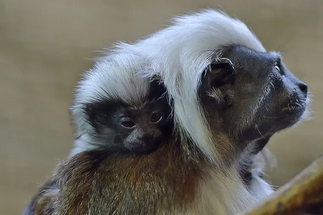 A new-born cotton-top tamarin sits on the shoulder of its mother at the zoo in Duisburg, Germany, Friday, February 20, 2015. (Photo by Martin Meissner/AP Photo)
