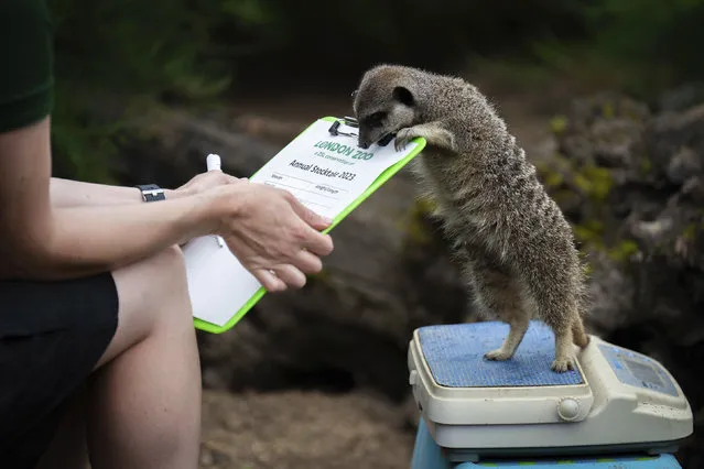 A meerkat is weighed during London Zoo's Annual Weigh In, in London, Thursday, August 24, 2023. The Annual Weigh In is a chance for keepers at the conservation zoo to make sure the information they've recorded is up-to-date and accurate, with each measurement then added to the Zoological Information Management System (ZIMS), a database shared with zoos all over the world that helps zookeepers to compare important information on thousands of threatened species. (Photo by James Manning/AP Photo)