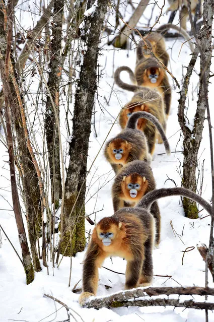 Golden monkeys scamper through the snow at the Dalongtan Golden Monkey Research Center in Shennongjia, China on January 14, 2016. The nature reserve is home to these rare animals which are on the verge of extinction. (Photo by Xinhua/Barcroft Media)