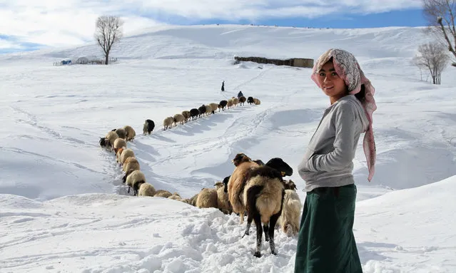 Shepherd walks with her sheep after snowfall during the winter season in Mus, Turkey on December 9, 2016. (Photo by Yahya Sezgin/Anadolu Agency/Getty Images)