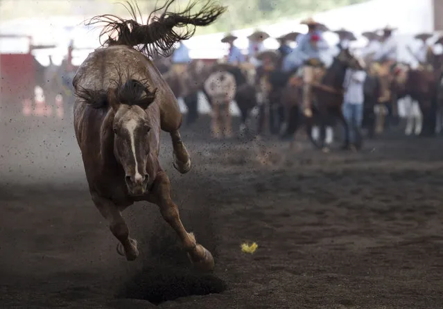 In this March 1, 2015 photo, a wild horse escapes a charro's lasso during the heeling event, in which a charro must catch the horse's back legs with his rope, at a charreada in Mexico City. National Charros Association President Manuel Basurto Rojas said the animals used for the events are treated and fed well “so that they can withstand”. While the Mexican government has recently enacted legislation to ban the use of animals in circuses, similar pressure has not been put on charreria. “Nothing has happened because we have a rule book on how to treat the animals”, said Basurto. (Photo by Rebecca Blackwell/AP Photo)