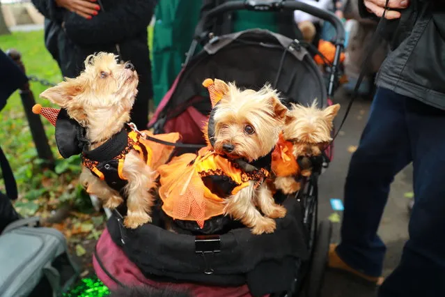 A carriage of Yorkies in dresses attend the 28th Annual Tompkins Square Halloween Dog Parade at East River Park Amphitheater in New York on October 28, 2018. (Photo by Gordon Donovan/Yahoo News)