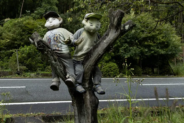 Handmade human-sized scarecrows sit in a tree to illustrate the old Japanese countryside childhood life on September 20, 2023 in Yasutomi, Japan. (Photo by Buddhika Weerasinghe/Getty Images)