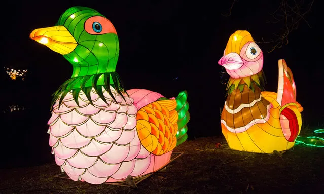 Light sculptures depicting ducks are seen during a photocall to promote the Magical Lantern Festival at Chiswick House Gardens in west London on January 29, 2016. (Photo by Justin Tallis/AFP Photo)