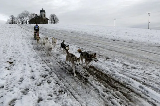 In this photo taken on Wednesday, January 27, 2016, musher competes with his dogs during the Sedivackuv Long dog sled race near the village of Destne v Orlickych horach, Czech Republic. (Photo by Petr Josek/AP Photo)