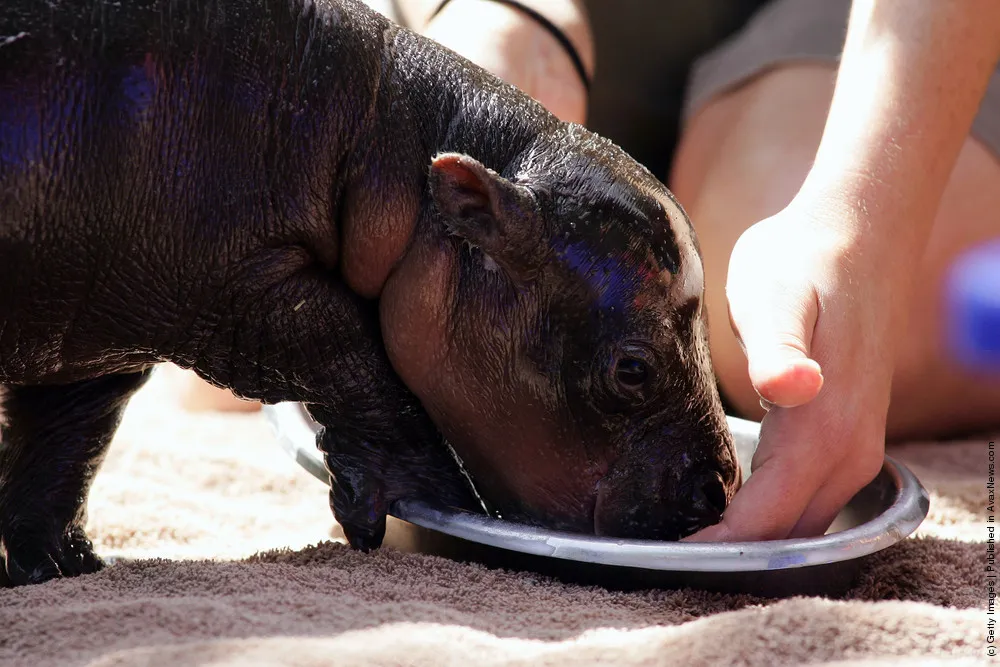 Baby Pygmy Hippopotamus