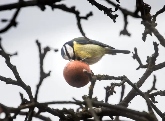A titmouse picks a tree-hanging red apple on December 28, 2016 in the north-eastern part of Bergen, Germany. (Photo by Frank Rumpenhorst/DPA)