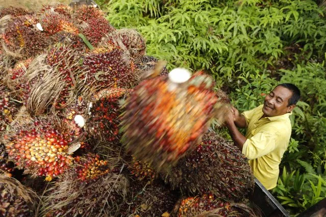 A worker loads oil palm fruit into a lorry at a local palm plantation in Shah Alam outside Kuala Lumpur November 21, 2013. Palm oil stocks in Malaysia could fall to 1.87 million tonnes by end-2013, down nearly 30 percent on a year earlier, as foreign and domestic demand for the edible oil outpaces production, according to the head of Malaysian Palm Oil Board's (MPOB) economic unit Ramli Abdullah. (Photo by Samsul Said/Reuters)