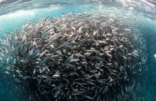 Sardines form a “baitball” under the surface of the water after being tracked by a mega pod of dolphins on the annual sardine run, the biggest migration of marine wildlife on the planet, in Port Elizabeth, South Africa. Forming a spiral formation around the fish, the dolphins were able to compress the baitball by surrounding it anticlockwise, gradually reducing the circle more and more. (Photo by Rainer Schimpf/Barcroft Images)