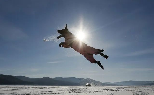 A Labrador retriever jumps for a snowball while playing with its owner, with a car towing a snowboarder seen in the background, on the frozen surface of the Yenisei River, with the air temperature at about minus 20 degrees Celsius (minus 4 degrees Fahrenheit), outside Krasnoyarsk, Siberia, Russia, February 13, 2016. (Photo by Ilya Naymushin/Reuters)