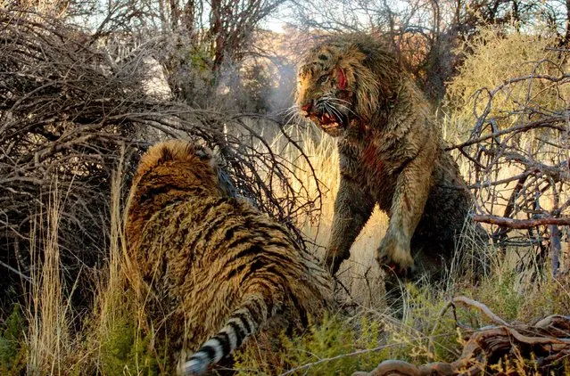Incredible bloody battle for territory between two tigers hit the lens of German photographer Marion Vollborn which saw play the scene during the safari. It was in the private reserve Londolozi in Pretoria, South Africa. (Photo by Marion Vollborn/SIPA Press)
