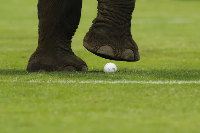 An elephant takes part in an exhibition match during the annual charity King's Cup Elephant Polo Tournament at a riverside resort in Bangkok, Thailand March 10, 2016. (Photo by Jorge Silva/Reuters)