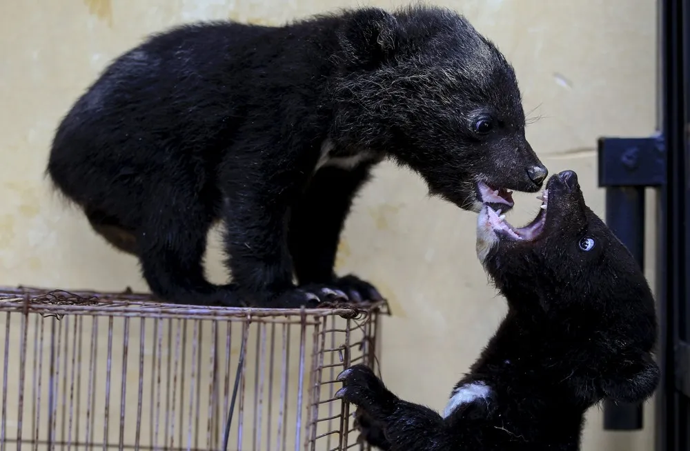 The Week in Pictures: Animals, April 24 – May 1, 2015