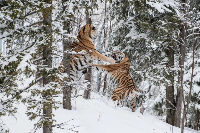 One tiger rears up on his hind legs as he moves in to attack the second Siberian tiger, on November 29, 2016 in Gela Nde, Sweden. Two endangered Siberian tigers fight for the affection of a female tiger. At Orsa-Björn Park in central Sweden, Orsa, photographer Ingo Gerlach was lucky enough to witness this brutal cat fight. While running a photo tour in the woods, which house kodiak brown bears, polar bears, european wolves and Siberian tigers, Ingo spotted these two cross tigers sloping out of the woods. (Photo by Ingo Gerlach/Barcroft Images)