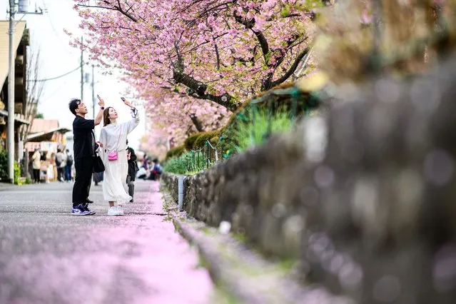 People take pictures of the Kawazu cherry blossom trees, one of the earliest blooming cherry blossoms in Japan, in Kawazu of Shizuoka Prefecture on February 20, 2024. (Photo by Philip Fong/AFP Photo)
