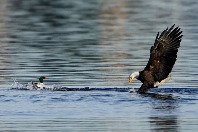 A common merganser duck watches as a bald eagle dives for a fish in Union Bay, Tuesday, January 16, 2024, in Seattle. (Photo by Lindsey Wasson/AP Photo)