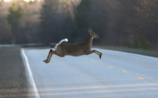 A deer runs across the road, Wednesday, May 6, 2015 in Kinross Charter Township, Mich. Harsh winters the past few years have decimated deer herds across the Upper Midwest. In Michigan's Upper Peninsula, where the annual fall deer hunt is a way of life, the population has dropped as much as 40 percent after two bitterly cold and snowy winters. (Photo by Carlos Osorio/AP Photo)